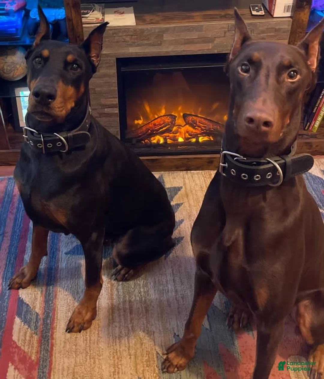 Gallery Image {{count}}