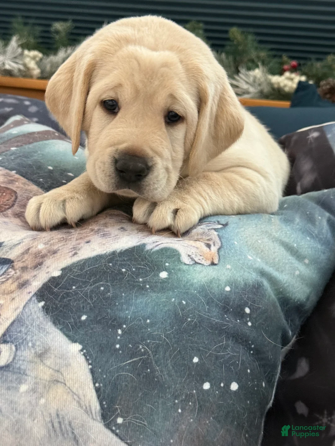 Labrador Retriever dogs for sale: Labrador Retriever Puppy 3 - Ad 5