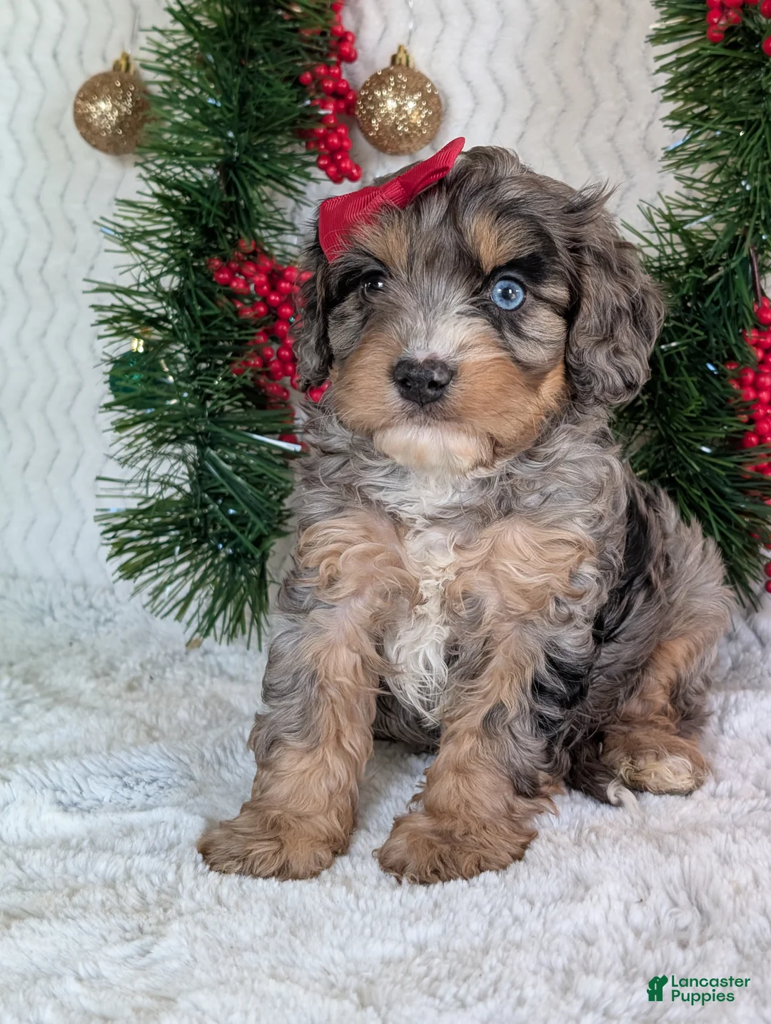 Cavapoo dogs for sale: Nemo - Ad 4
