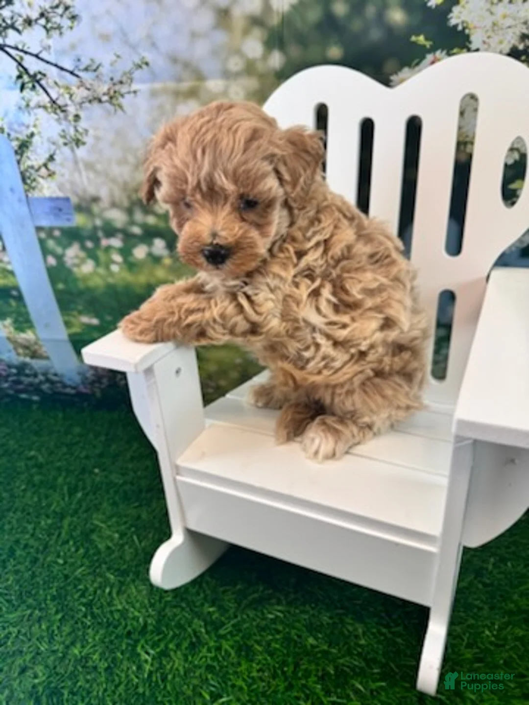 Maltipoo dogs for sale: Bucky - Ad 1