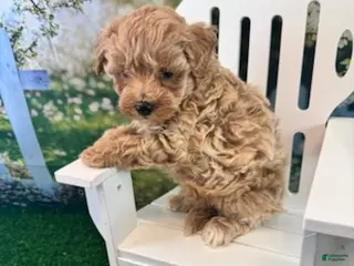 Maltipoo dogs for sale: Bucky - Ad 4
