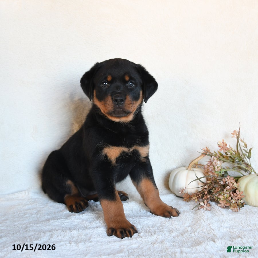 Rottweiler dogs Roxie - Ad 2