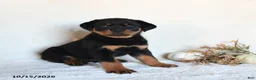 Rottweiler dogs for sale: Roxie - Ad 2