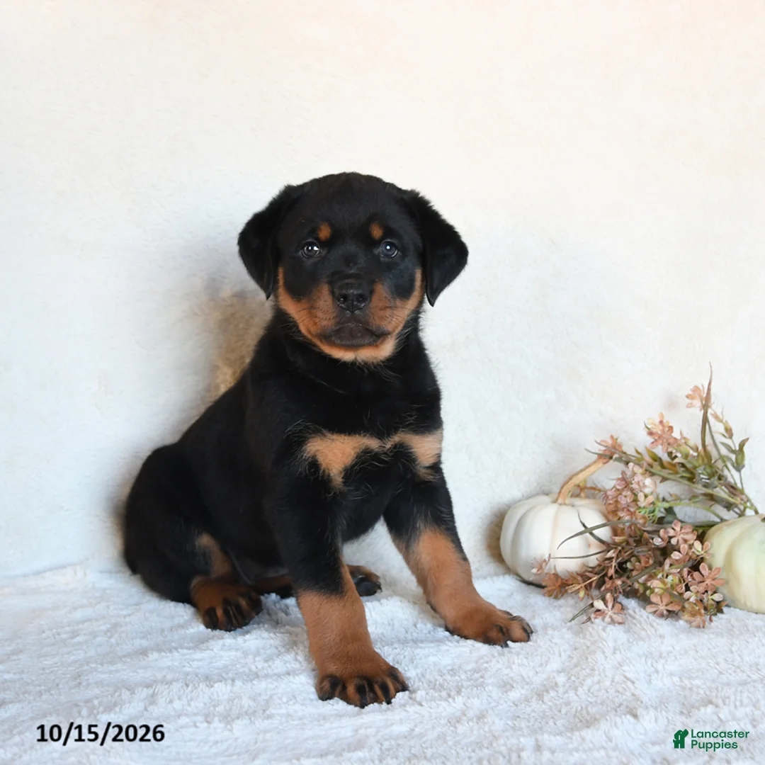 Rottweiler dogs for sale: Roxie - Ad 2