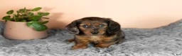 Miniature Dachshund dogs for sale: Bella  - Ad 1
