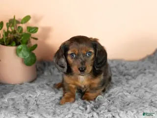 Miniature Dachshund dogs Bella - Ad 30