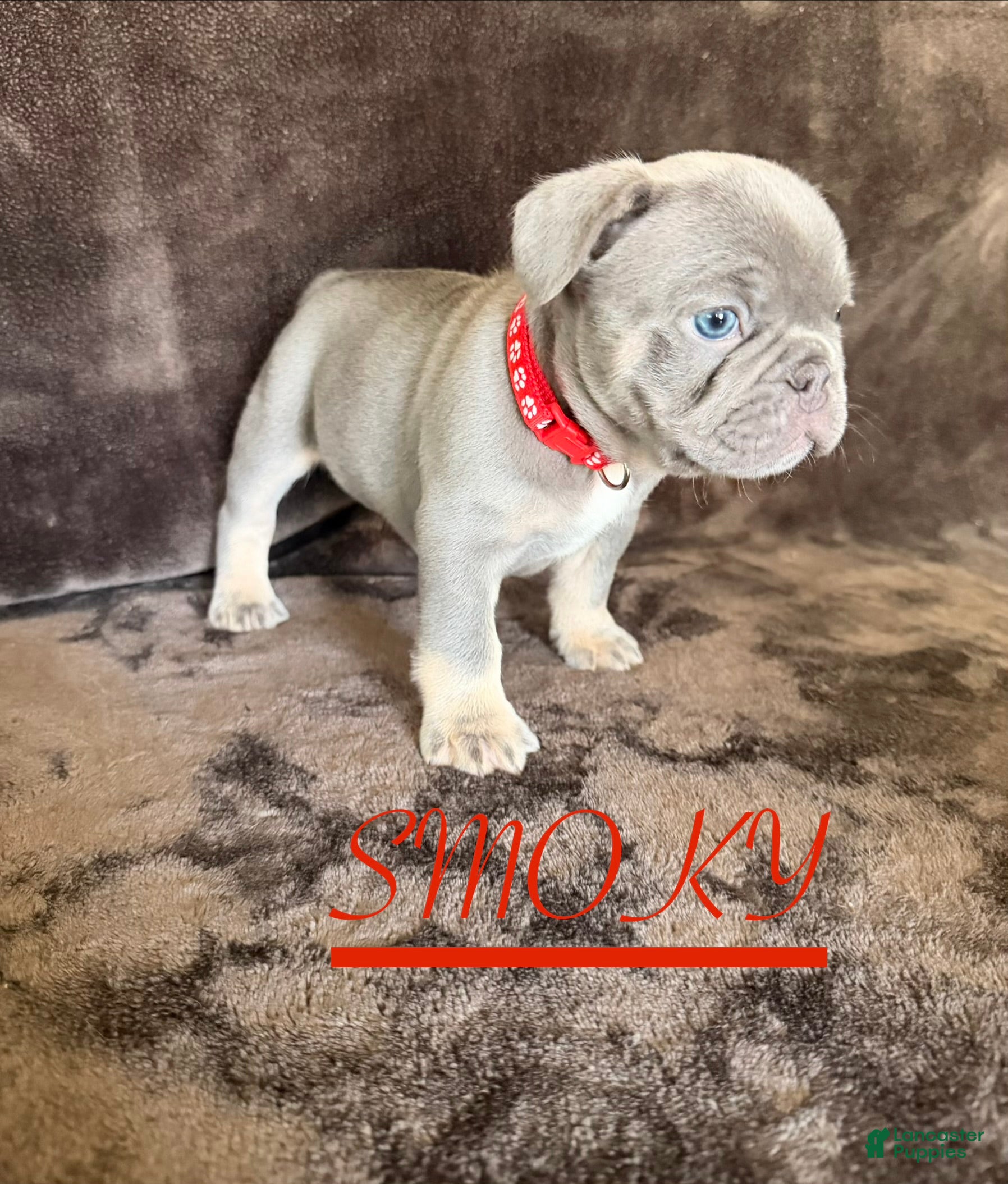 French Bulldog dogs French Bulldog 2 - Ad 2