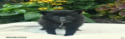 Pomeranian dogs for sale: Rosie  - Ad 3