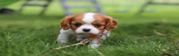 Cavalier King Charles Spaniel dogs for sale: Banks - Ad 5