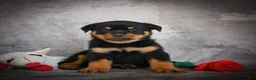 Rottweiler dogs for sale: Leo - Ad 5
