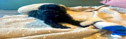 Mixed Breed dogs for sale: Blue - Ad 2