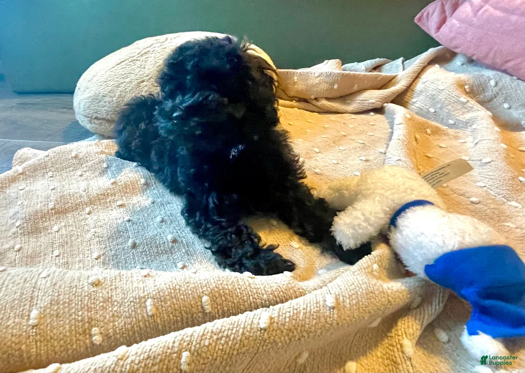 Mixed Breed dogs for sale: Blue - Ad 2