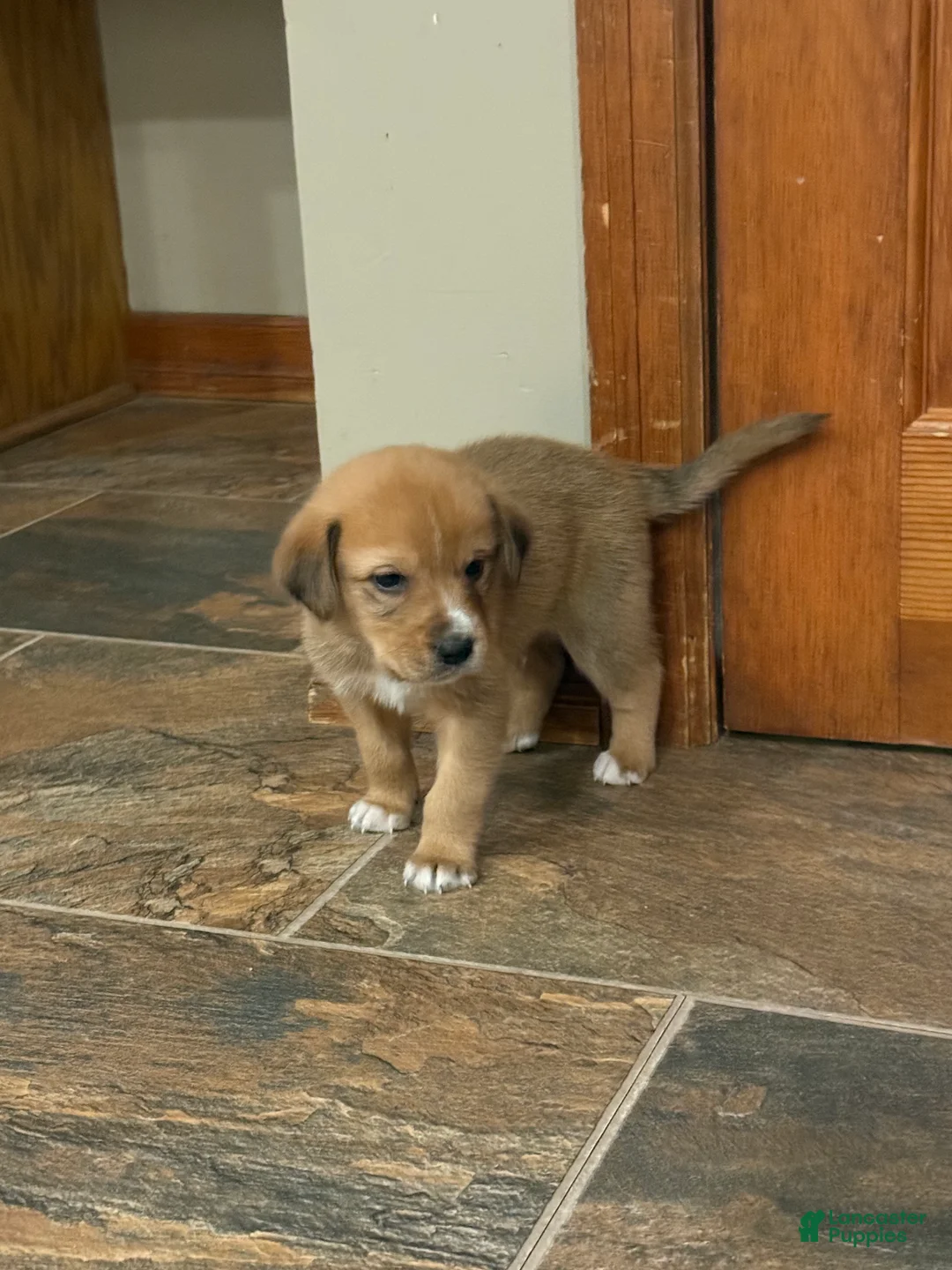 Mixed Breed dogs for sale: Mixed Breed Puppy 1 - Ad 3