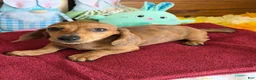 Miniature Dachshund dogs for sale: Ellis - Ad 3