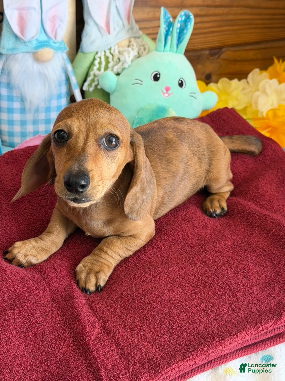 Miniature Dachshund dogs for sale: Ellis - Ad 3