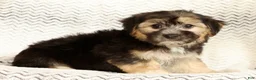 Yochon dogs for sale: Stella - Ad 7