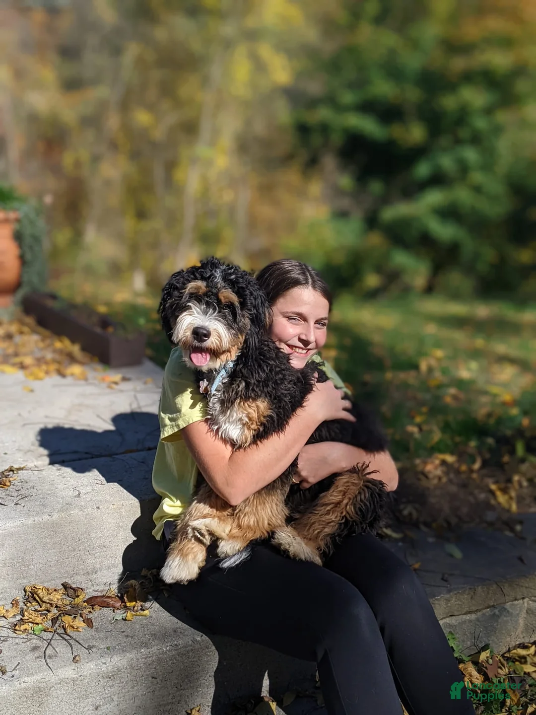 Mini Bernedoodle dogs for sale: Percy - Ad 15