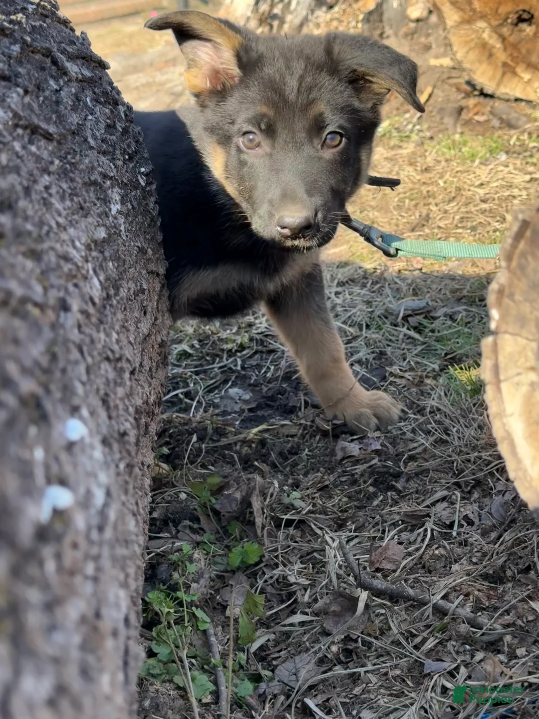 German Shepherd dogs for sale: Teal - Ad 2