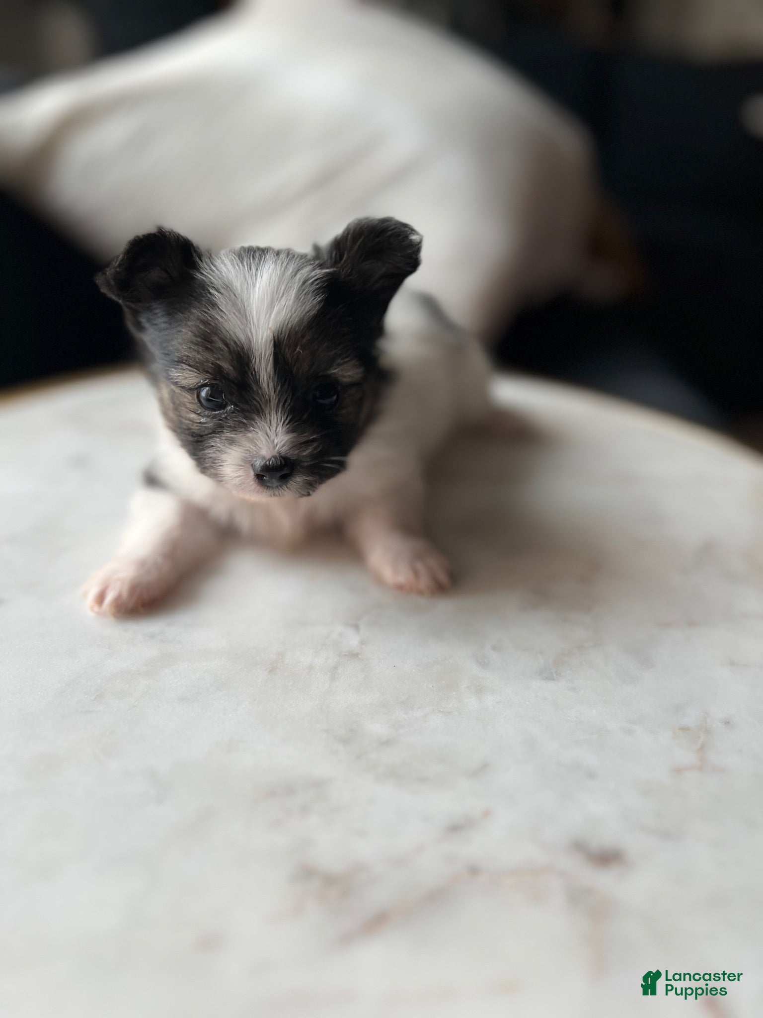 Mixed Breed dogs Mixed Breed 1 - Ad 20