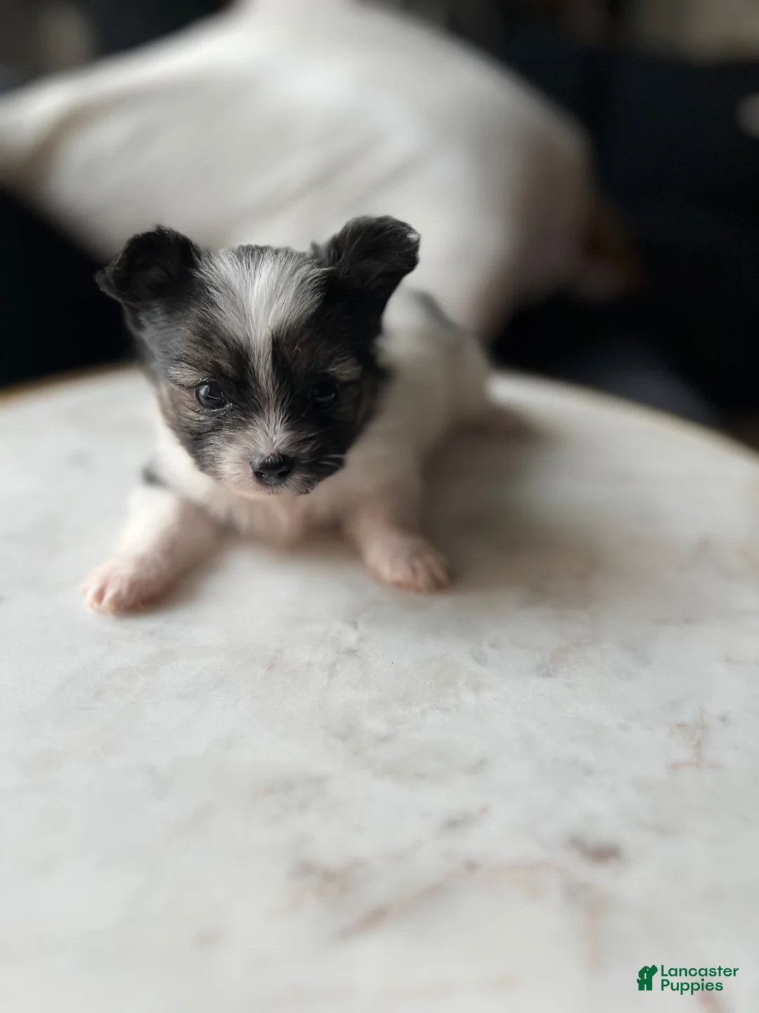 Mixed Breed dogs for sale: Mixed Breed 1 - Ad 1