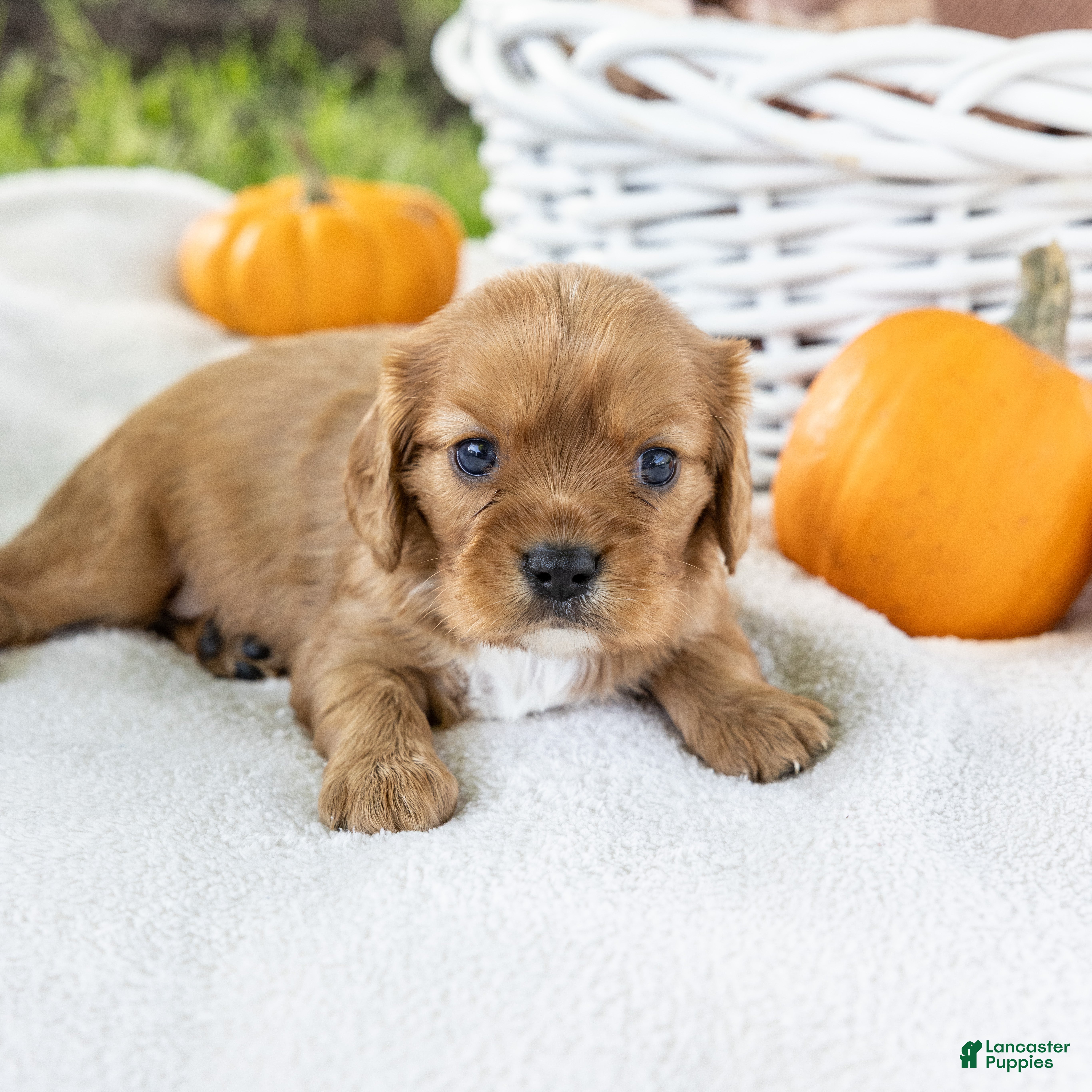 Cavalier King Charles Spaniel dogs Chipy - Ad 1