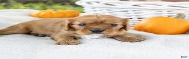 Chipy