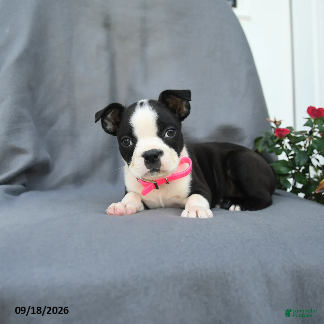 Boston Terrier dogs for sale: Chip - Ad 2