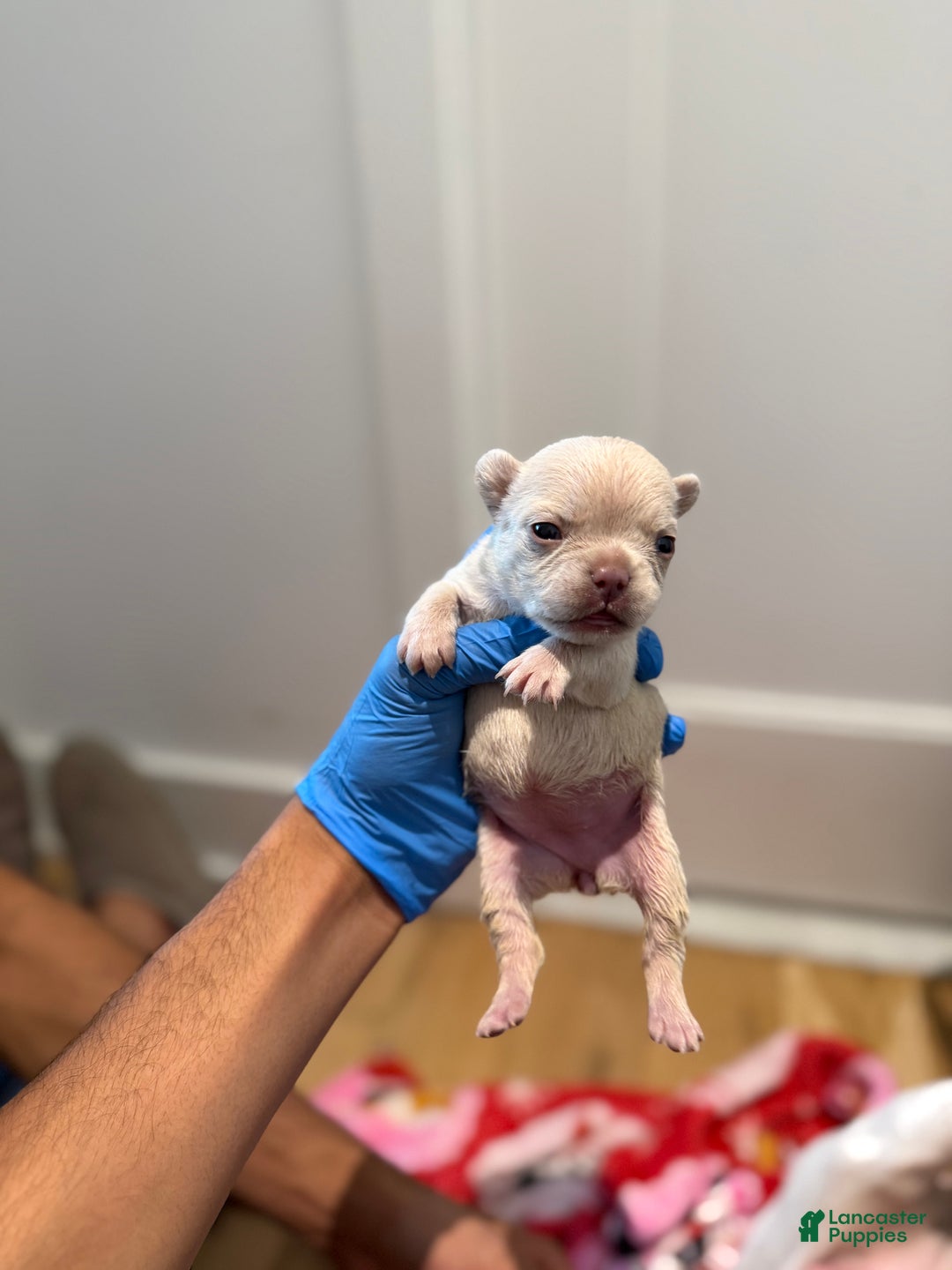 French Bulldog dogs for sale: Isabella - Ad 11