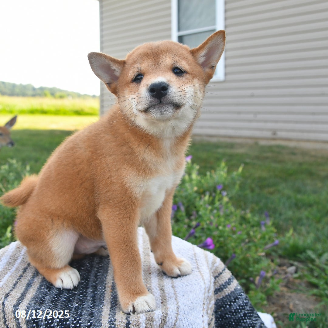 Shiba Inu dogs for sale: Shiba Inu 4 puppies - Ad 3