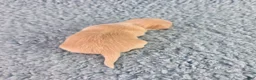 Chihuahua dogs for sale: AKC Russell  - Ad 7