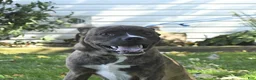 Mixed Breed dogs for sale: Pepper - Ad 3