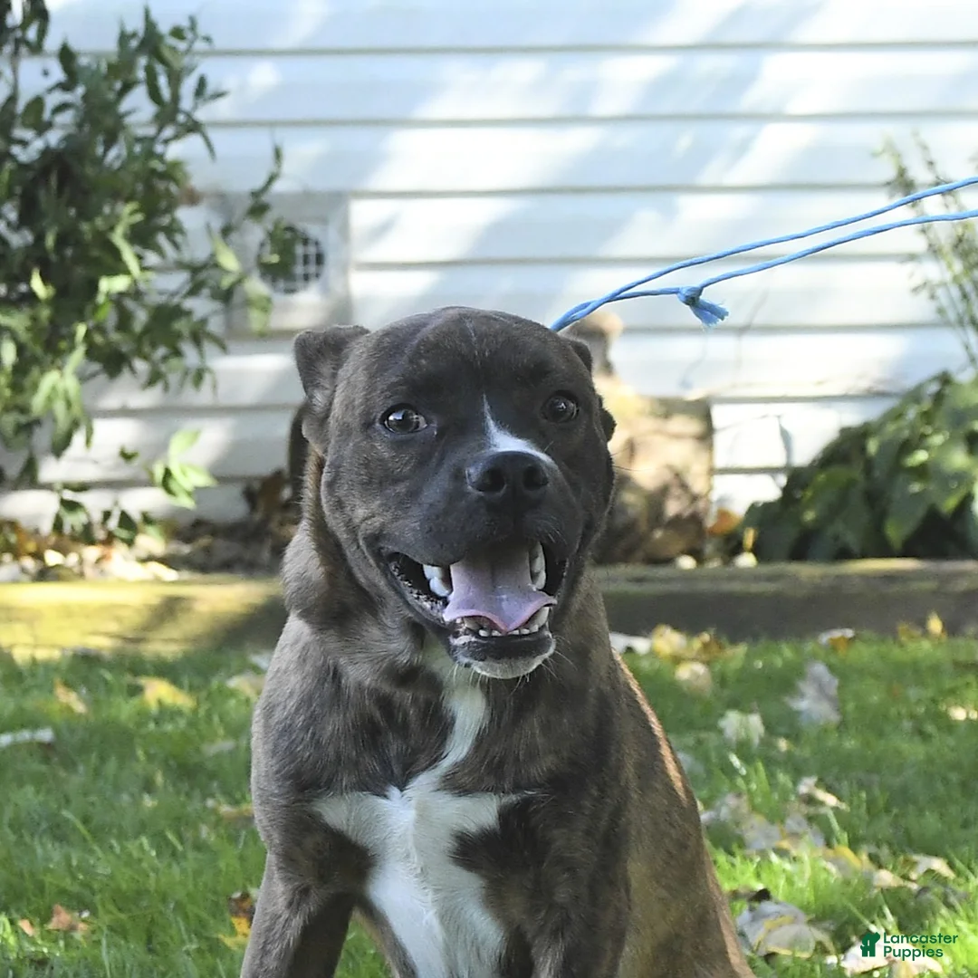 Mixed Breed dogs for sale: Pepper - Ad 3