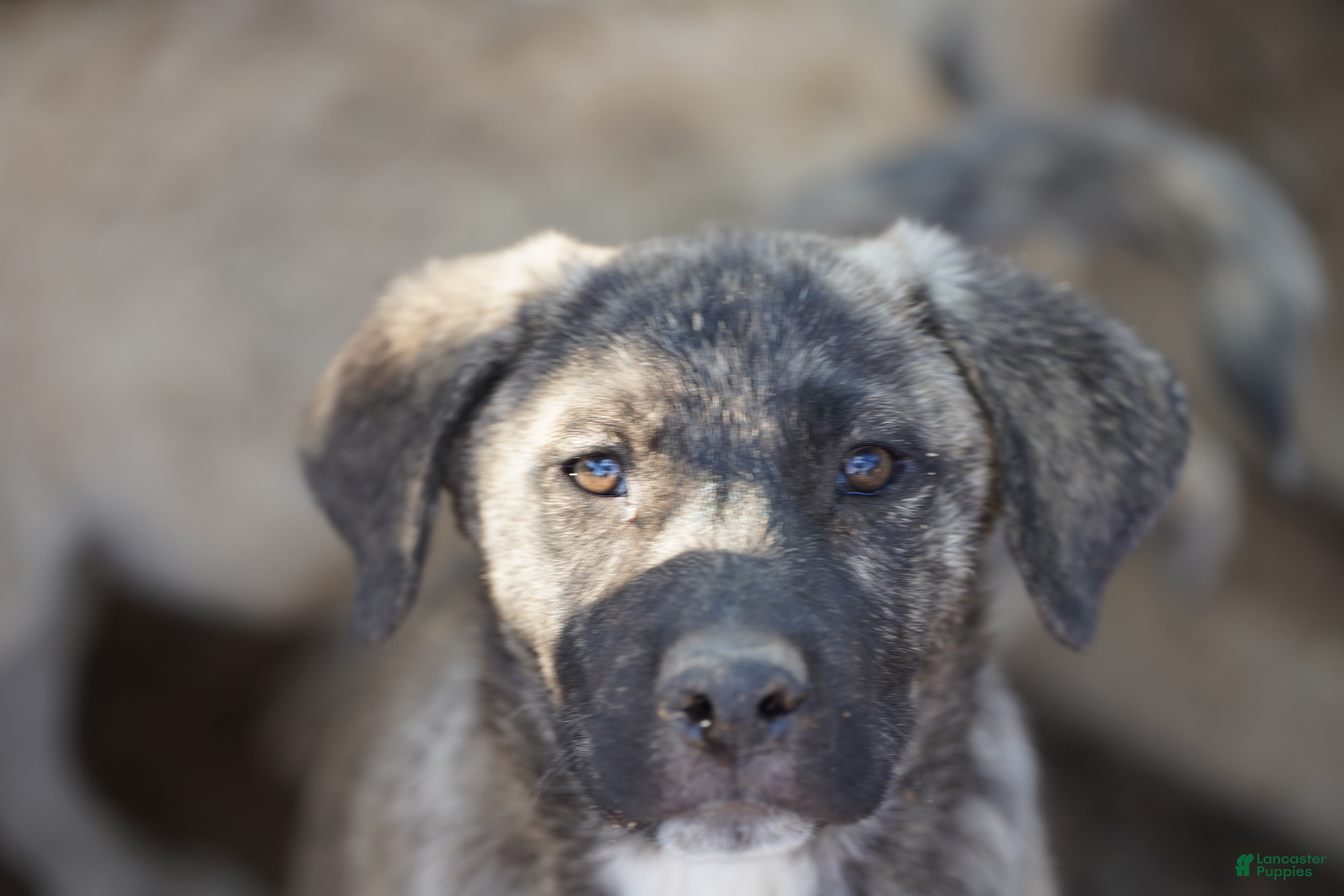 Mixed Breed dogs Bansky M Silver Brindle - Ad 38