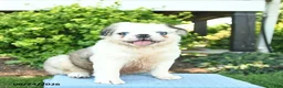 Pug dogs for sale: Shadow  - Ad 4