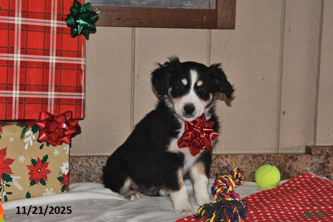 Australian Shepherd dogs for sale: Leo - Ad 4