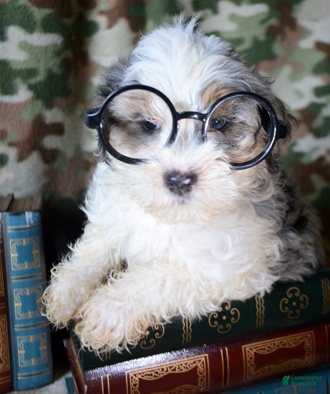 Mini Bernedoodle dogs for sale: Micro Bernedoodle Puppy 5 Bailey - Ad 1