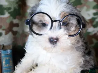 Mini Bernedoodle dogs Micro Bernedoodle Puppy 5 Bailey - Ad 40