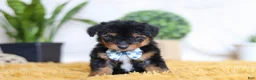 Yorkiepoo dogs for sale: Magnus - Ad 1