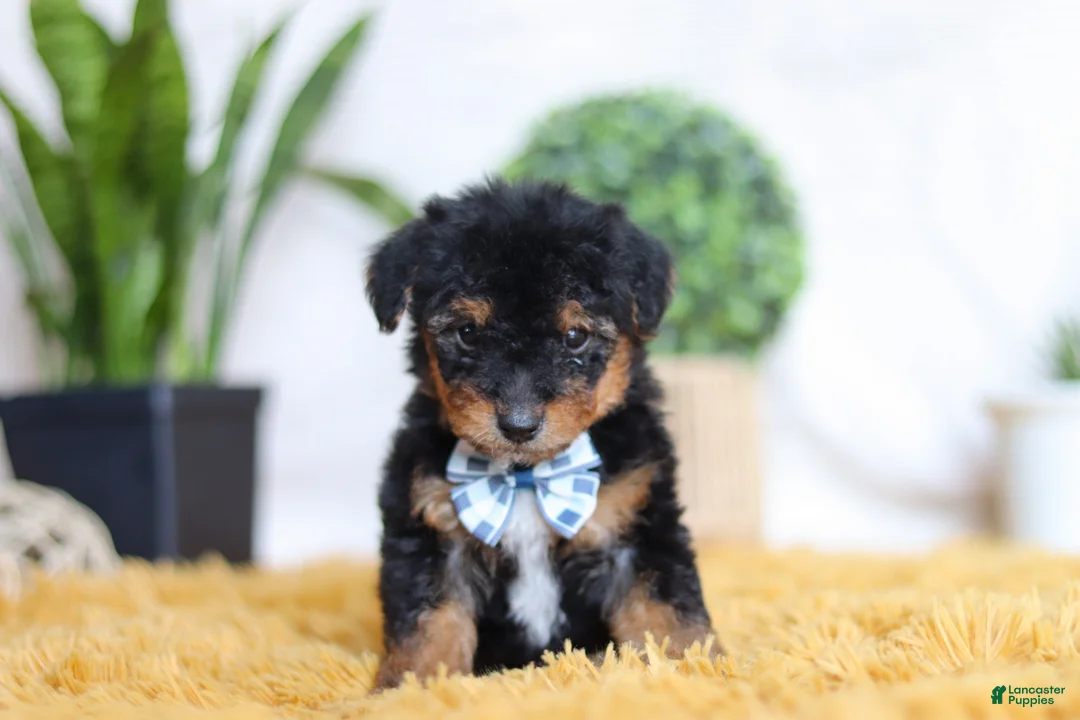 Yorkiepoo dogs for sale: Magnus - Ad 1