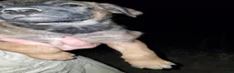 Mixed Breed dogs for sale: Solo - Ad 2
