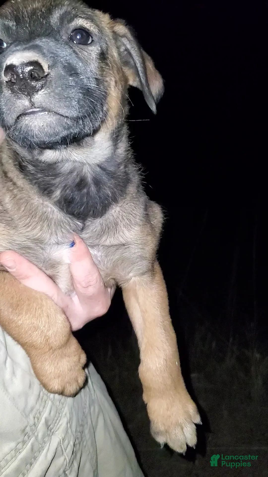 Mixed Breed dogs for sale: Solo - Ad 2