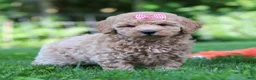 Mini Goldendoodle dogs for sale: Daisy - Ad 8