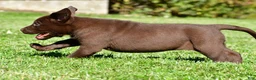 Labrador Retriever dogs for sale: Jackson - Ad 8
