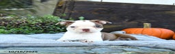 Boston Terrier dogs for sale: Koala - Ad 10