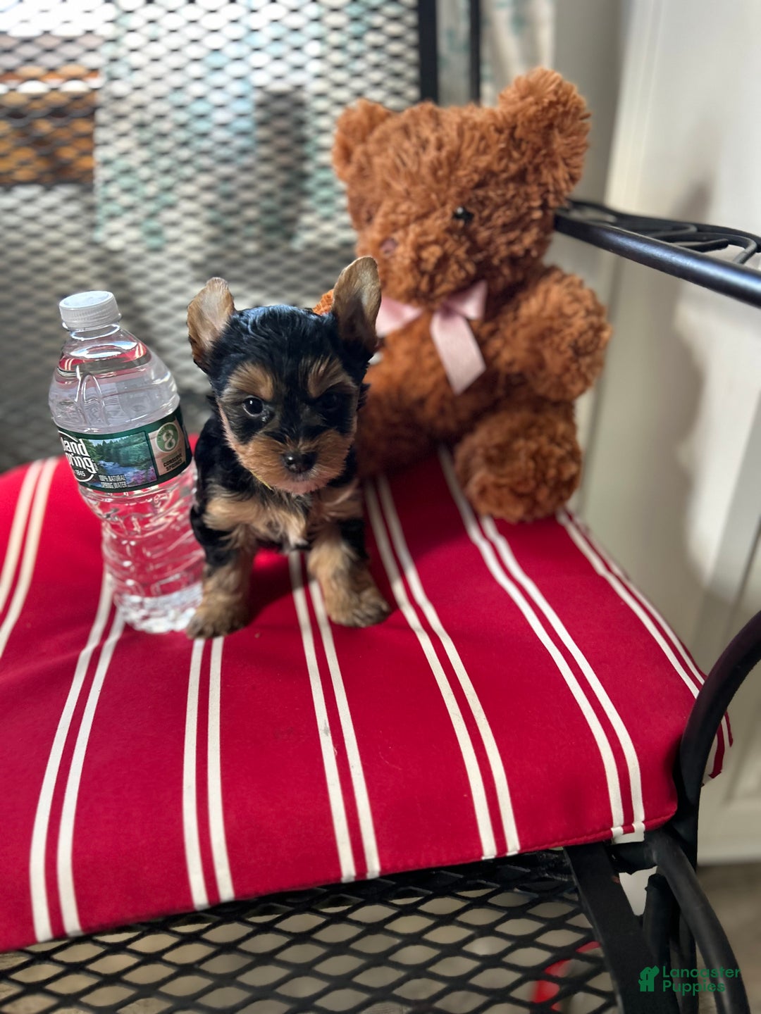 Yorkshire Terrier dogs for sale: Brianna - Ad 1