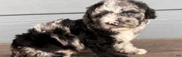 Cavapoo dogs for sale: Scroll - Ad 2