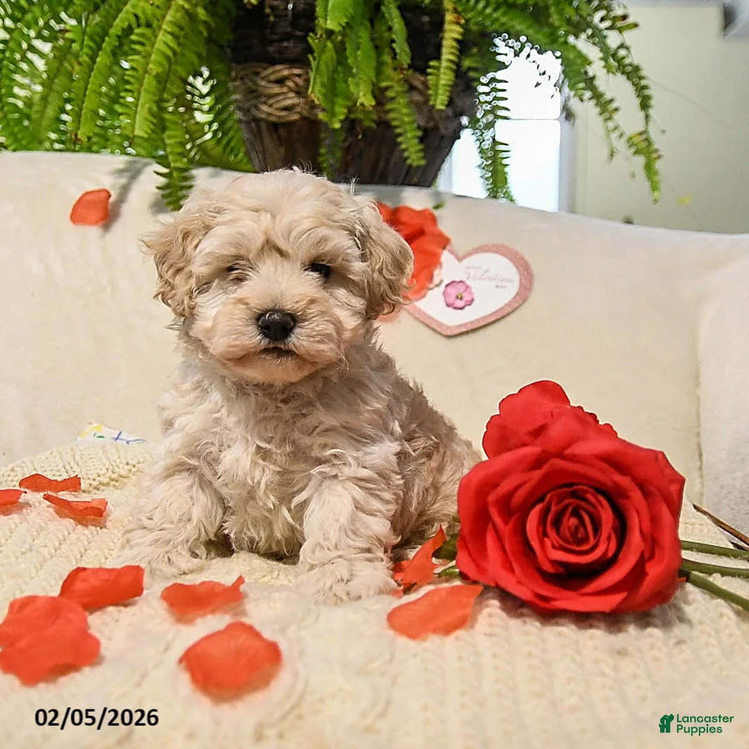 Maltipoo dogs for sale: Arlin - Ad 4