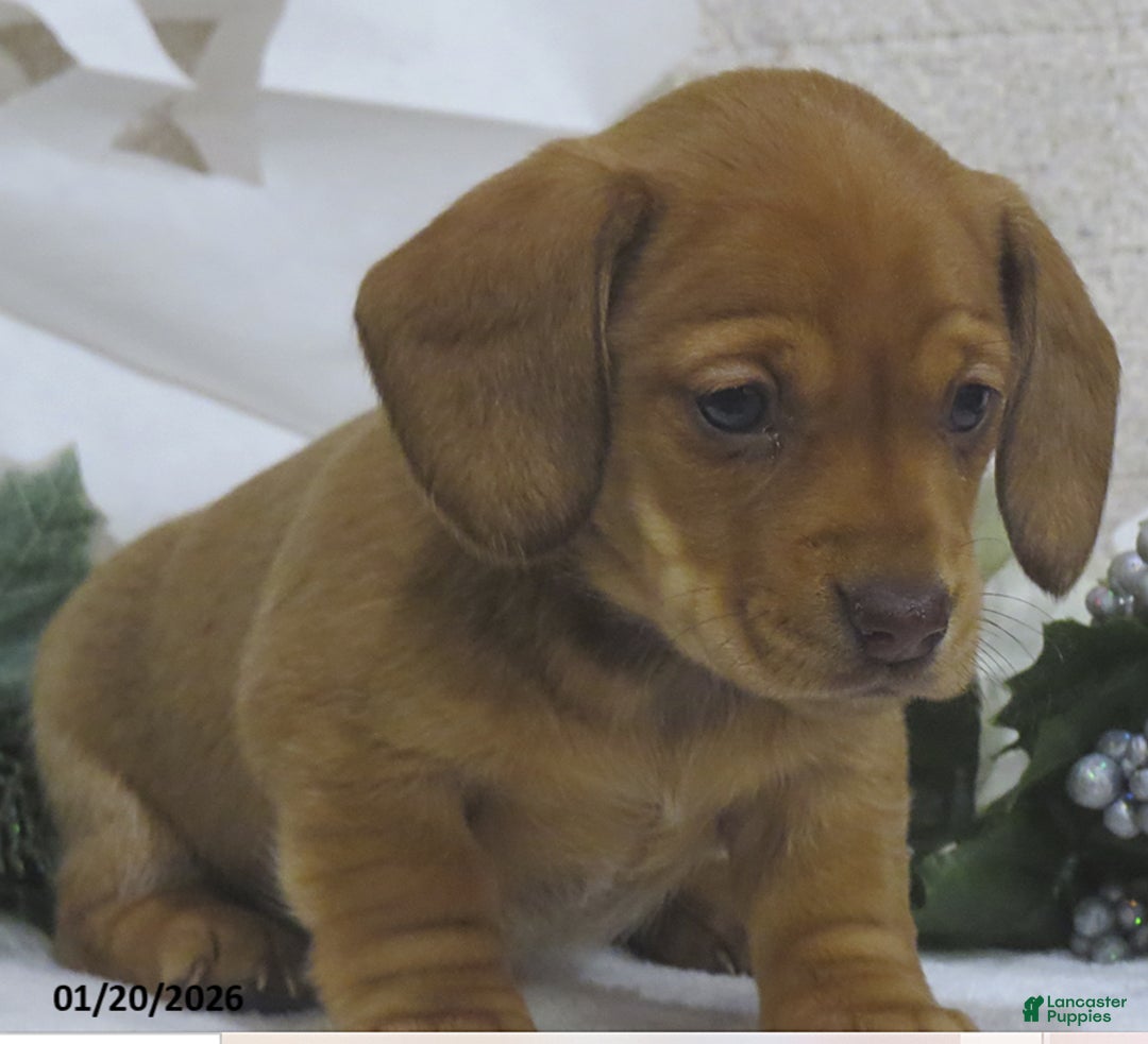 Miniature Dachshund dogs for sale: Jasmine - Ad 2