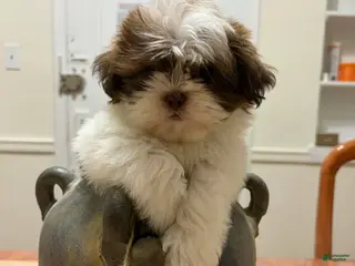 Shih Tzu dogs Princess - Ad 32