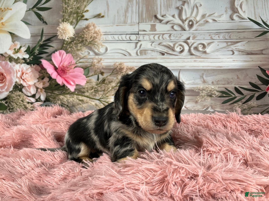 Miniature Dachshund dogs for sale: AKC-Rolo - Ad 9